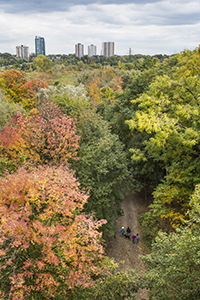 The ravine of the Don River Valley Park