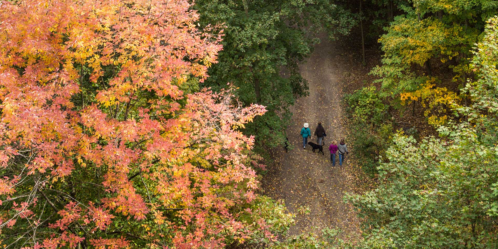overhead shot of a family walking through a trail with their dog